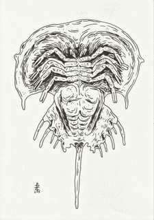 horseshoe-crab-2025